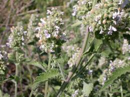 Catnip pellets outlet