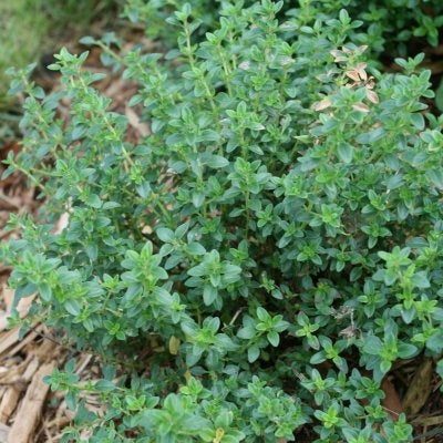 Whole Oregano – Equinescience